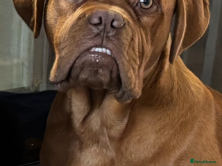 Dogue De Bordeaux dogs Male dogue de bordeaux puppy - Advert 4