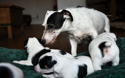 Jack Russell dogs for sale: Jack Russell puppies for sale  - Image 8