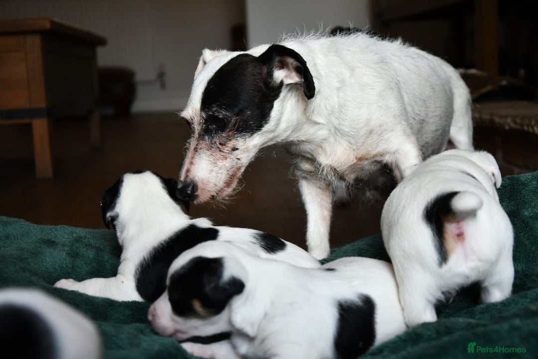 Jack Russell dogs for sale: Jack Russell puppies for sale  - Image 8
