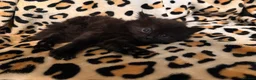 Mixed Breed cats for sale: READY TO LEAVE ASAP!! 5 kittens for sale! - Advert 17