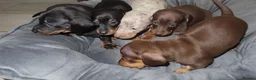 Miniature Dachshund dogs for sale: 5 Miniature Dachshund Puppies - Advert 4
