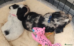 Sprocker dogs for sale: STRIKING SPROCKER SPANIEL PUPPIES  - Image 15