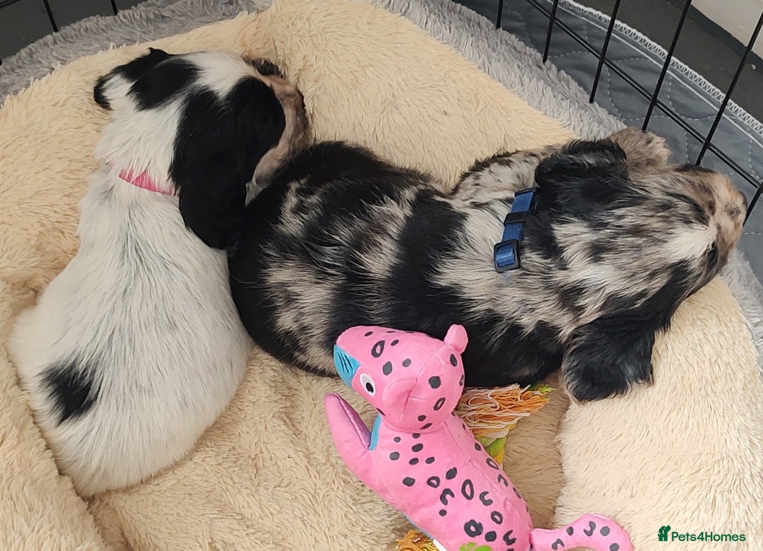 Sprocker dogs for sale: STRIKING SPROCKER SPANIEL PUPPIES  - Image 15