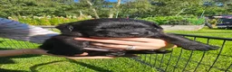Double Doodle dogs for sale: F2 Miniature Australian Double Doodle  - Advert 6