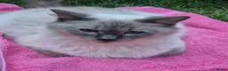 Ragdoll cats for sale: 💙 Blue Point Ragdolls 💙 - Advert 16