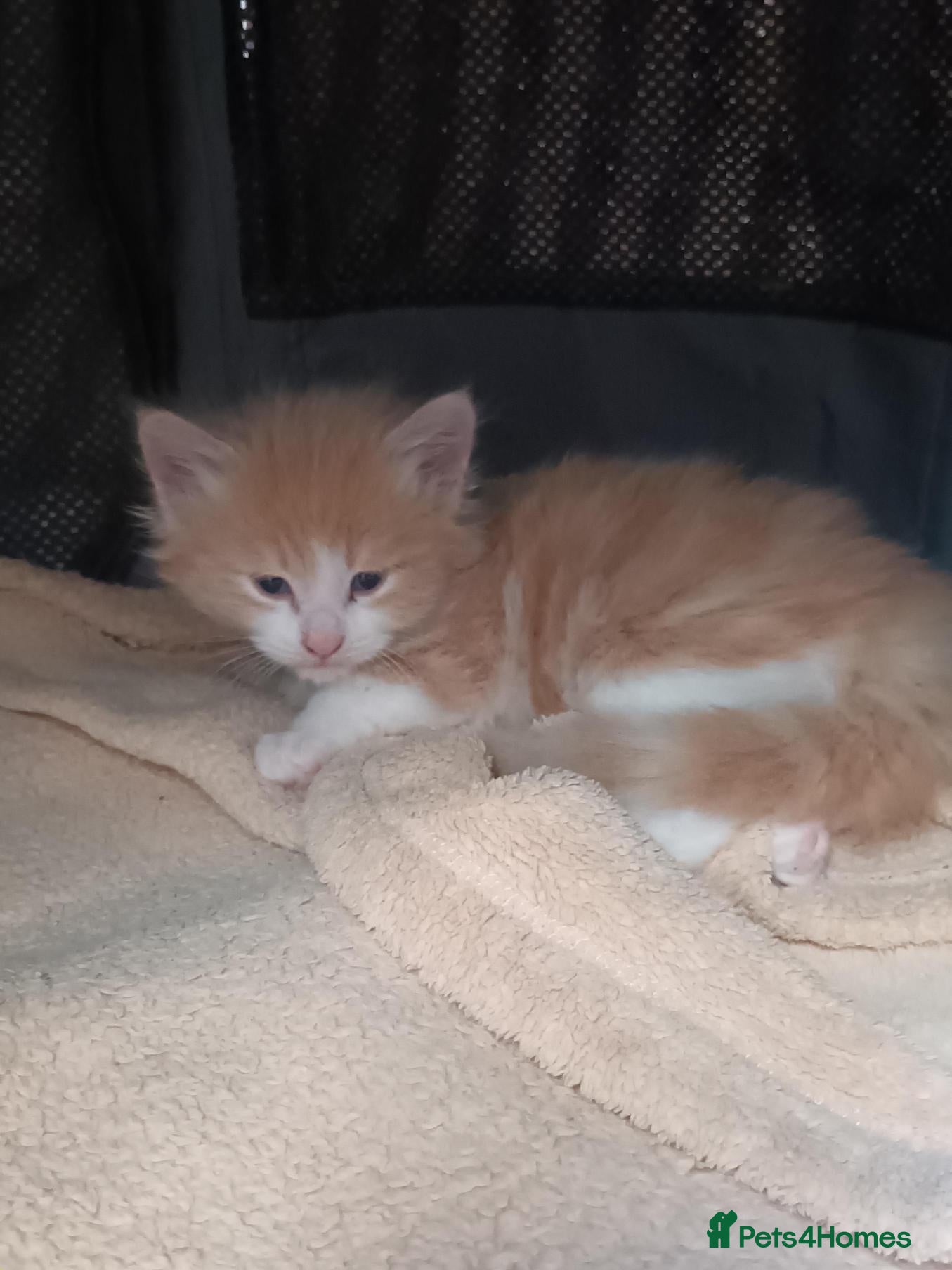 Ragdoll cats for sale: Stunning litter of Ragdoll cross kittens - Advert 5