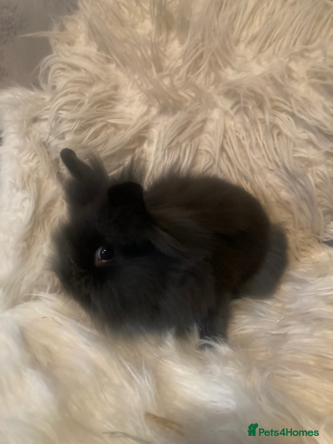 Lionhead rabbits for sale: Beautiful DoubleMane Lionhead Baby Bunnies/Rabbits - Image 13