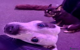 Mixed Breed dogs for sale: Frenchie x Staffy ( Puppies )  - Image 6