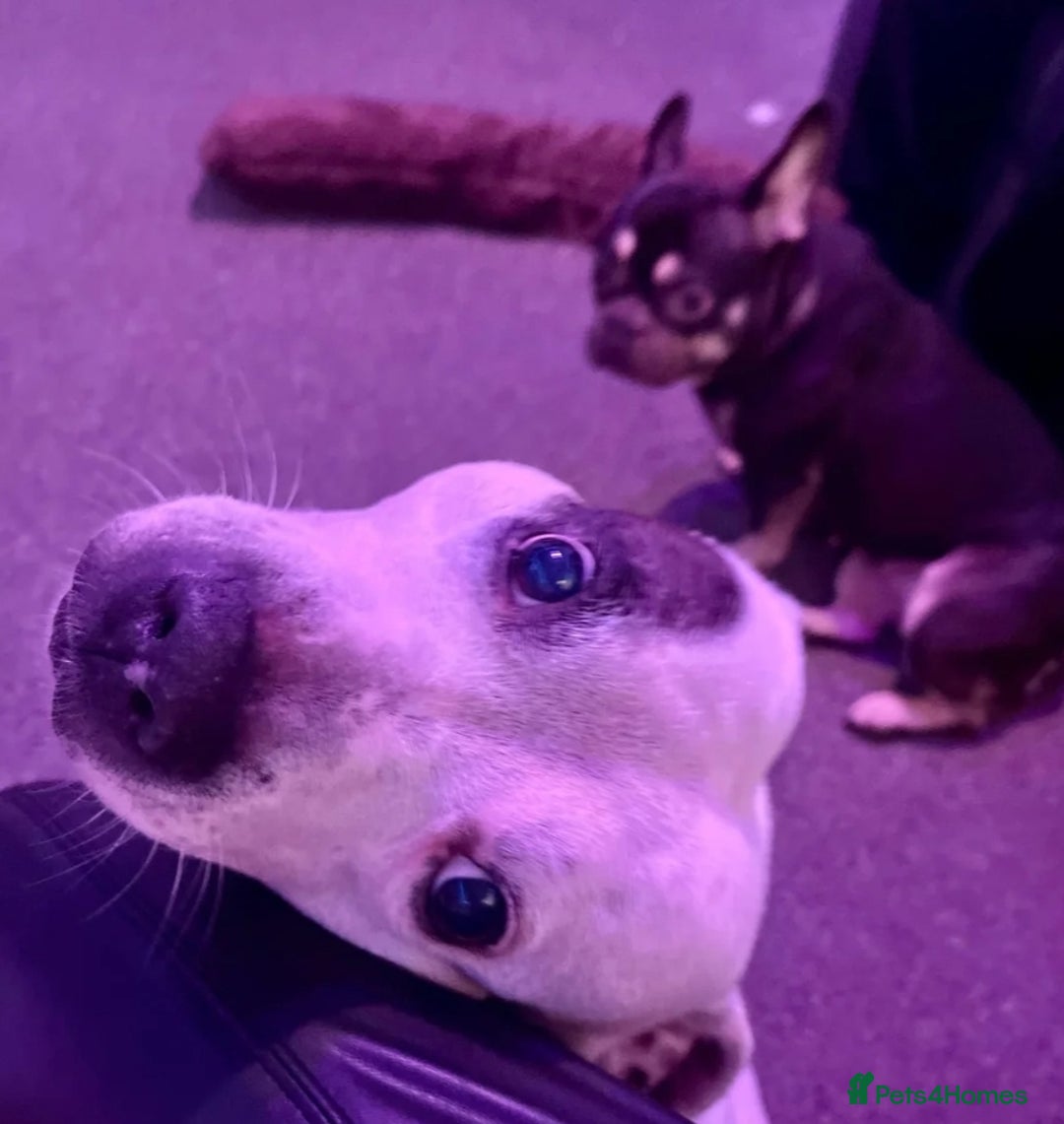 Mixed Breed dogs for sale: Frenchie x Staffy ( Puppies )  - Image 6