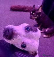 Mixed Breed dogs Frenchie x Staffy ( Puppies ) - Advert 2