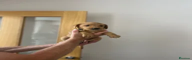 Labrador Retriever 5