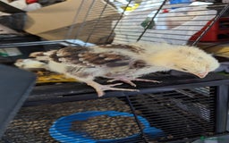 Chickens poultry for sale: Bantam chicks looking for a home  - Image 2