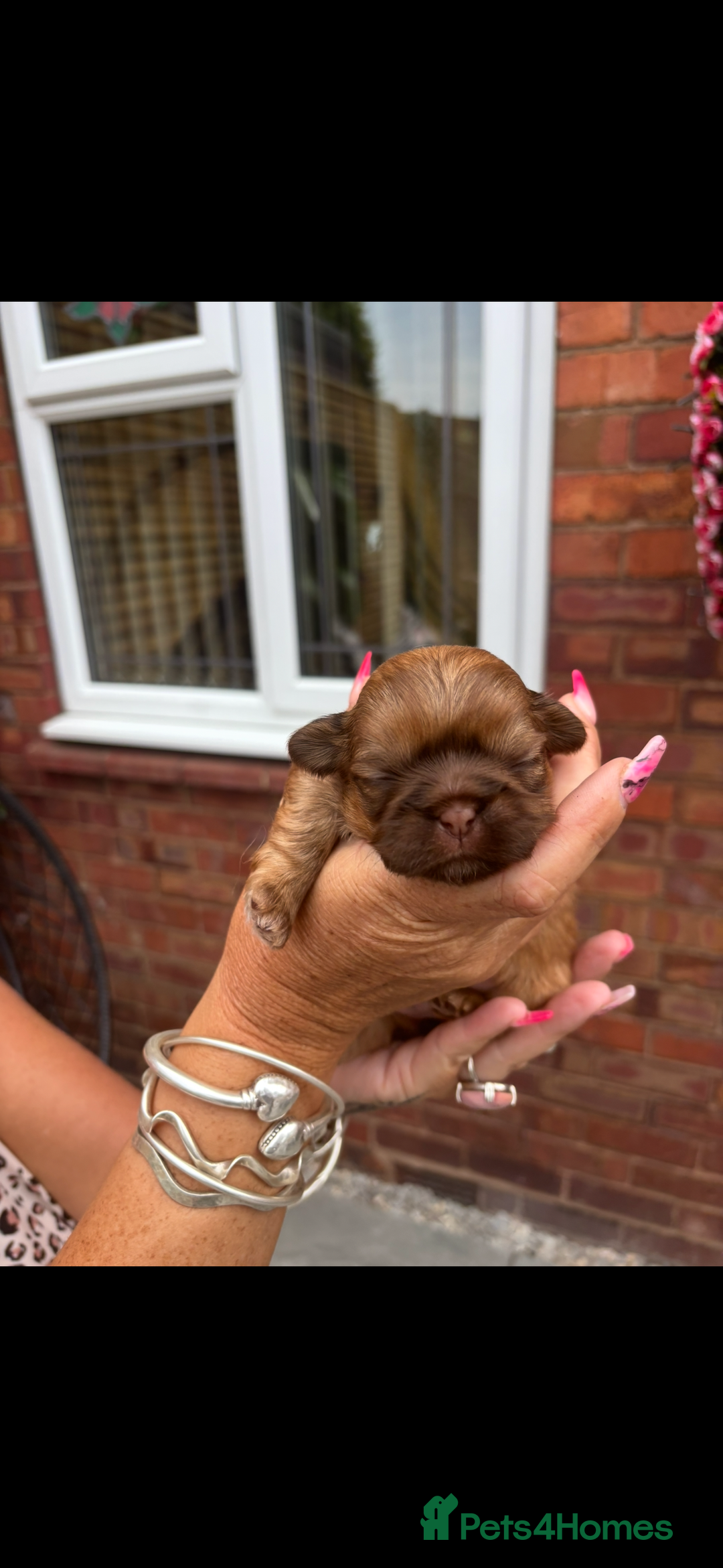 Shih Tzu dogs for sale: Imperial shih tzu puppies - Image 14