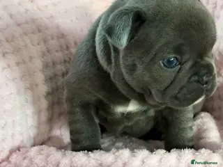 French Bulldog dogs Stunning litter of frenchies - Advert 8