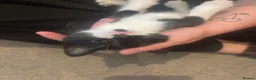 Mixed Breed cats for sale: Beautiful kittens!!  - Advert 21