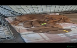 Cavalier King Charles Spaniel dogs for sale: Cavalier King Charles  - Image 3