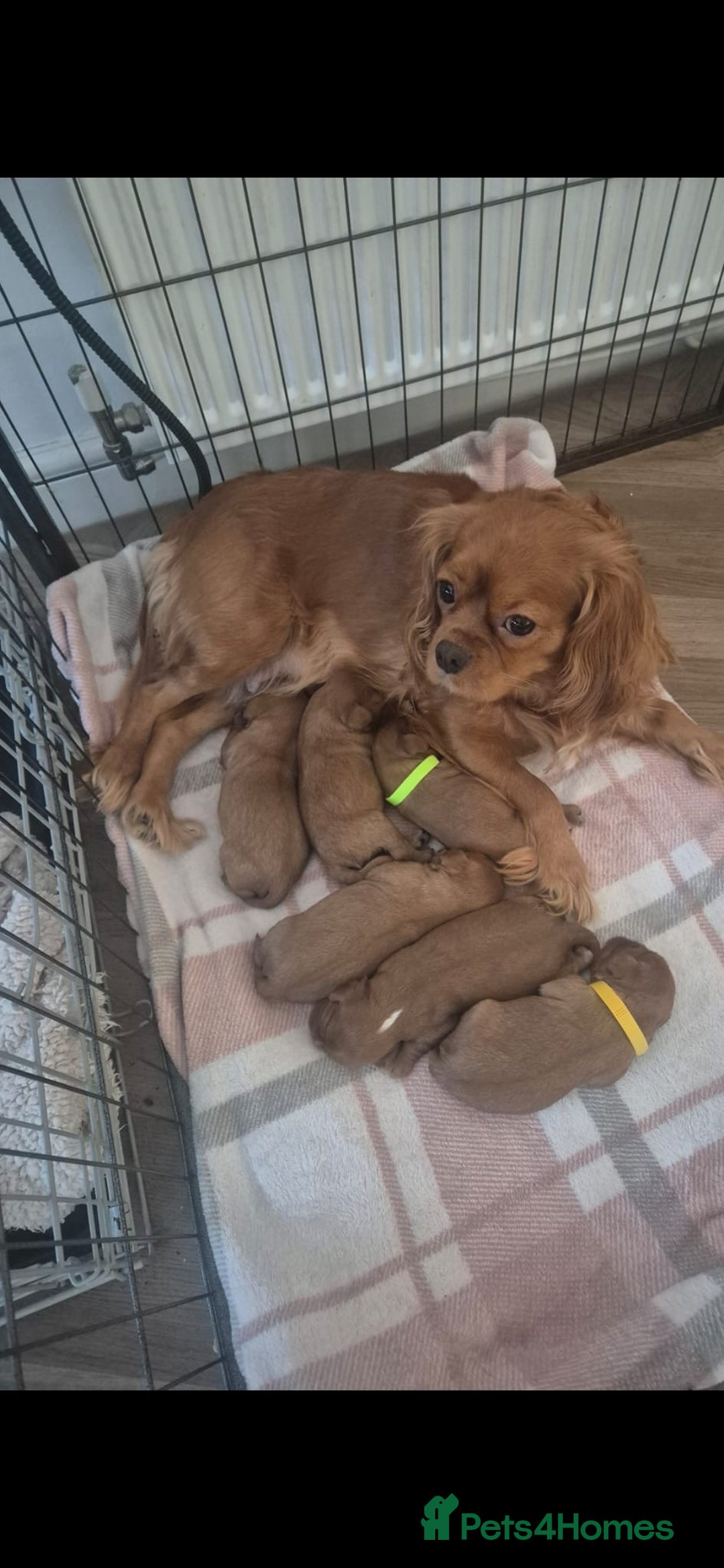 Cavalier King Charles Spaniel dogs for sale: Cavalier King Charles  - Image 3