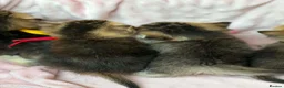 British Shorthair cats for sale: ⭐️CHUNKY TICA BRITISH SHORTHAIR KITTENS⭐️ - Advert 21