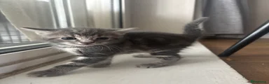 Tabby girl