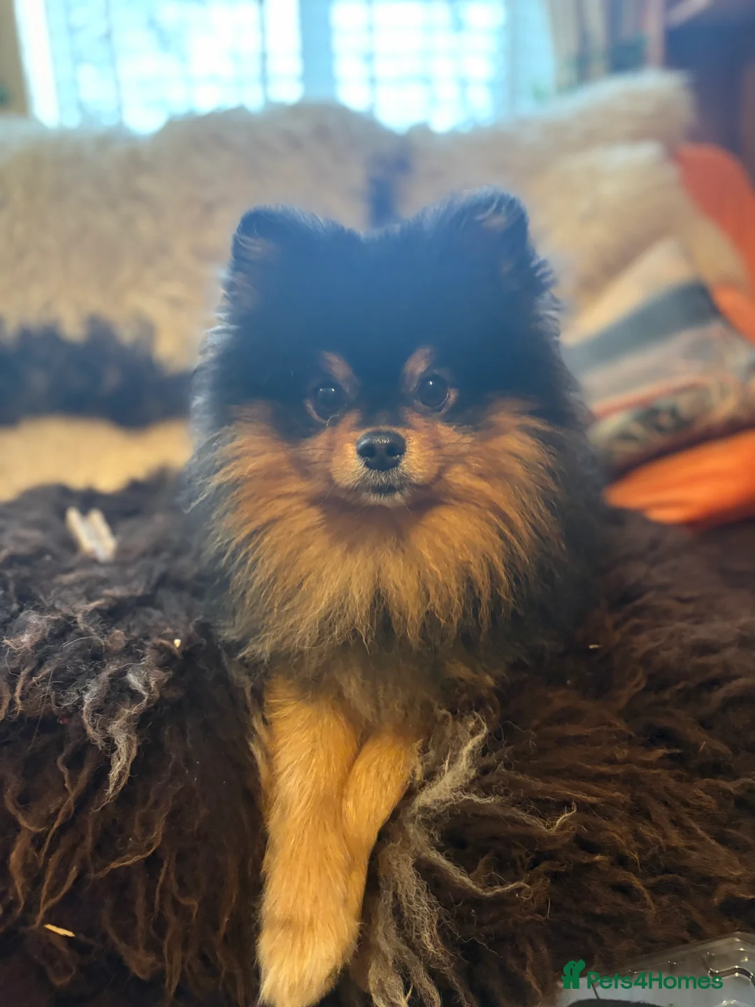 Pomeranian dogs for sale: KC Registered Pomeranian Girl - Advert 8
