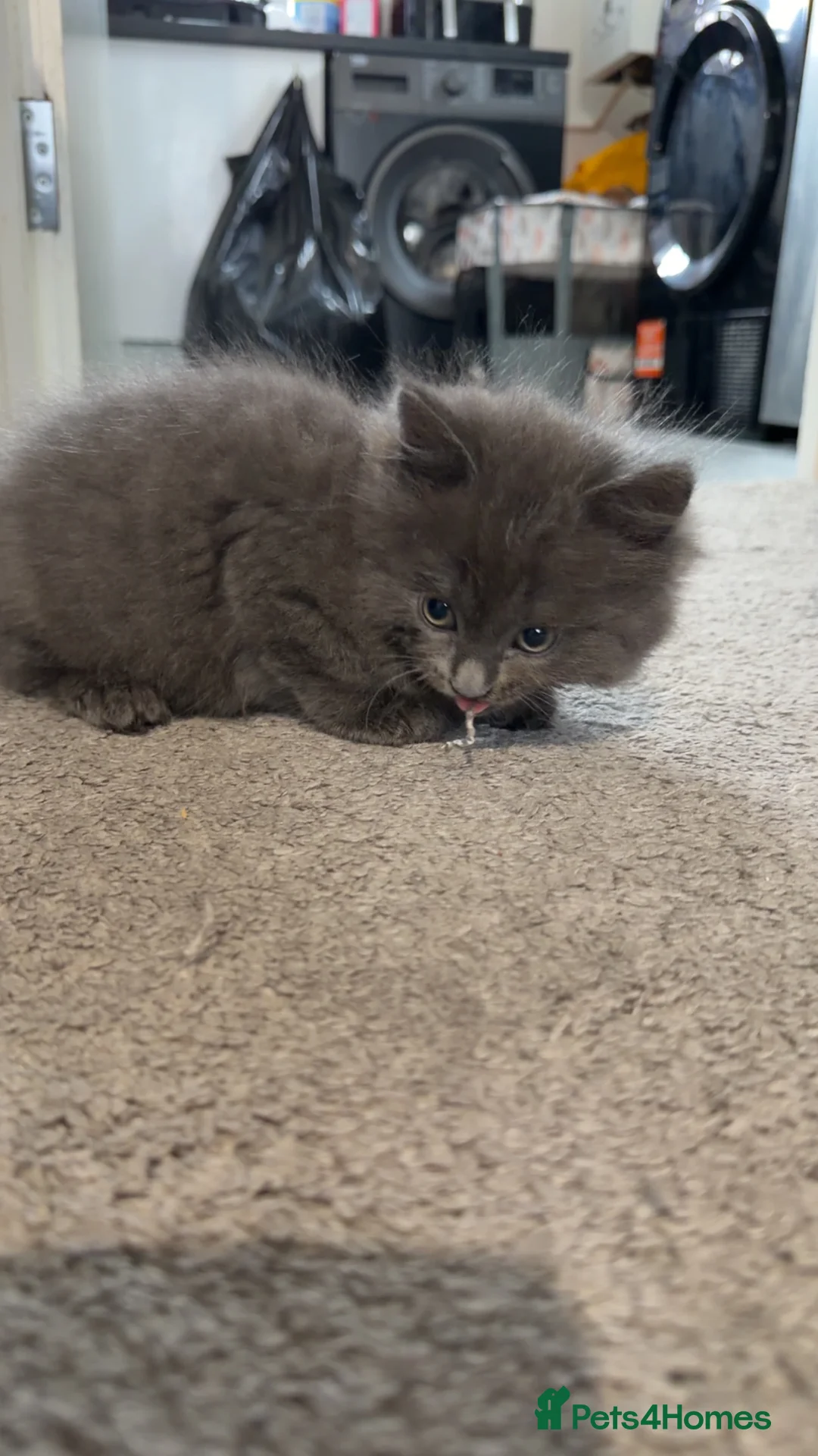 Mixed Breed cats for sale: Persian Blue Russian mixed with tabby - Advert 2