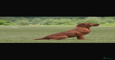 Labrador Retriever dogs - Advert 7