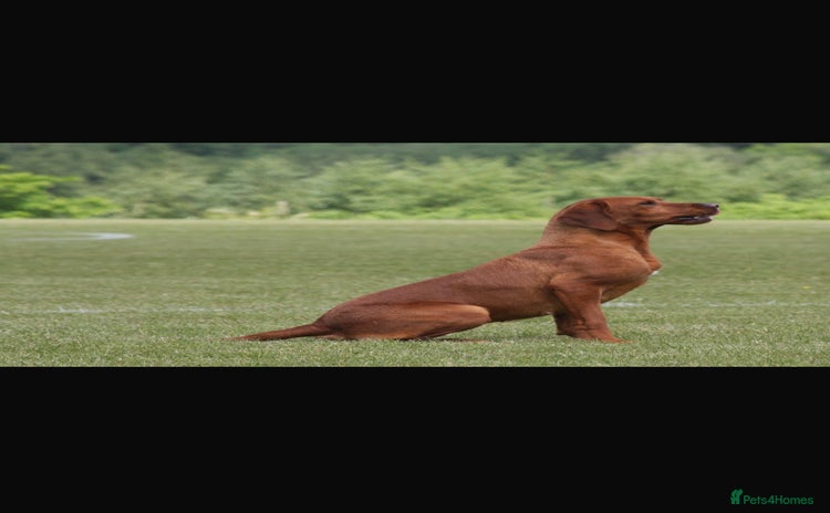 Labrador Retriever dogs - Advert 4
