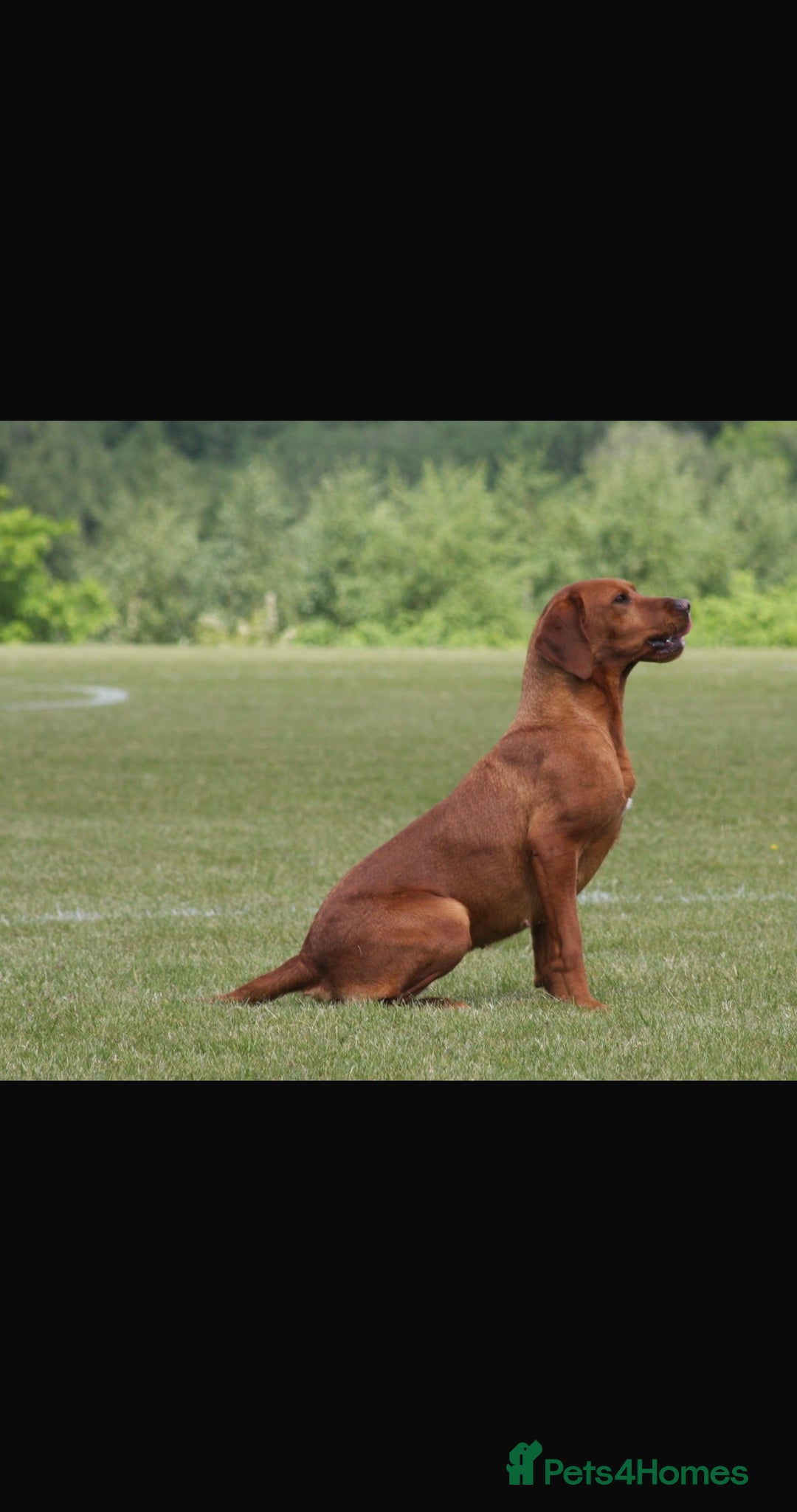 Labrador Retriever dogs for sale: Working Class Fox Red Labs  - Image 1