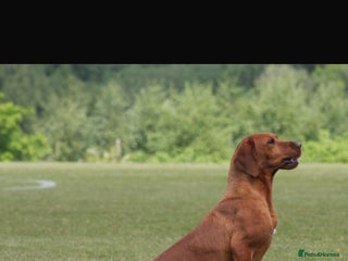 Labrador Retriever dogs - Advert 10