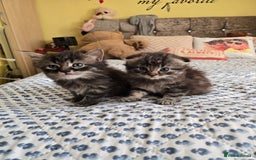 Mixed Breed cats for sale: Mixed breed kittens - Advert 2