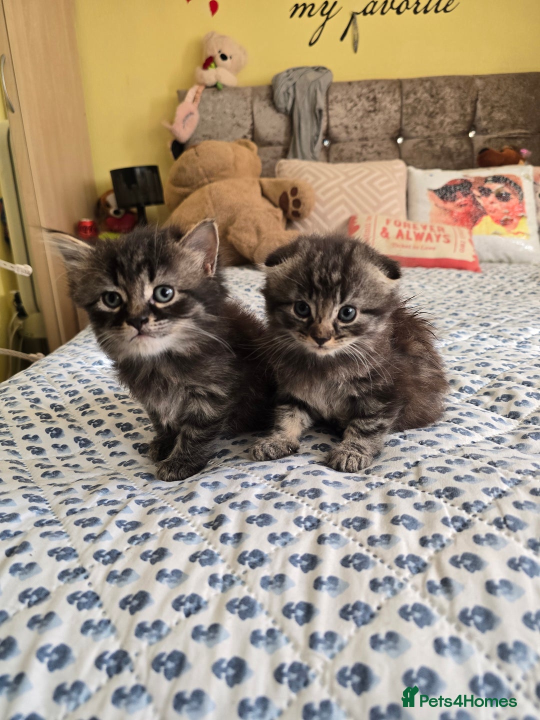 Mixed Breed cats for sale: Mixed breed kittens - Advert 2