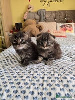 Mixed Breed cats Mixed breed kittens - Advert 3
