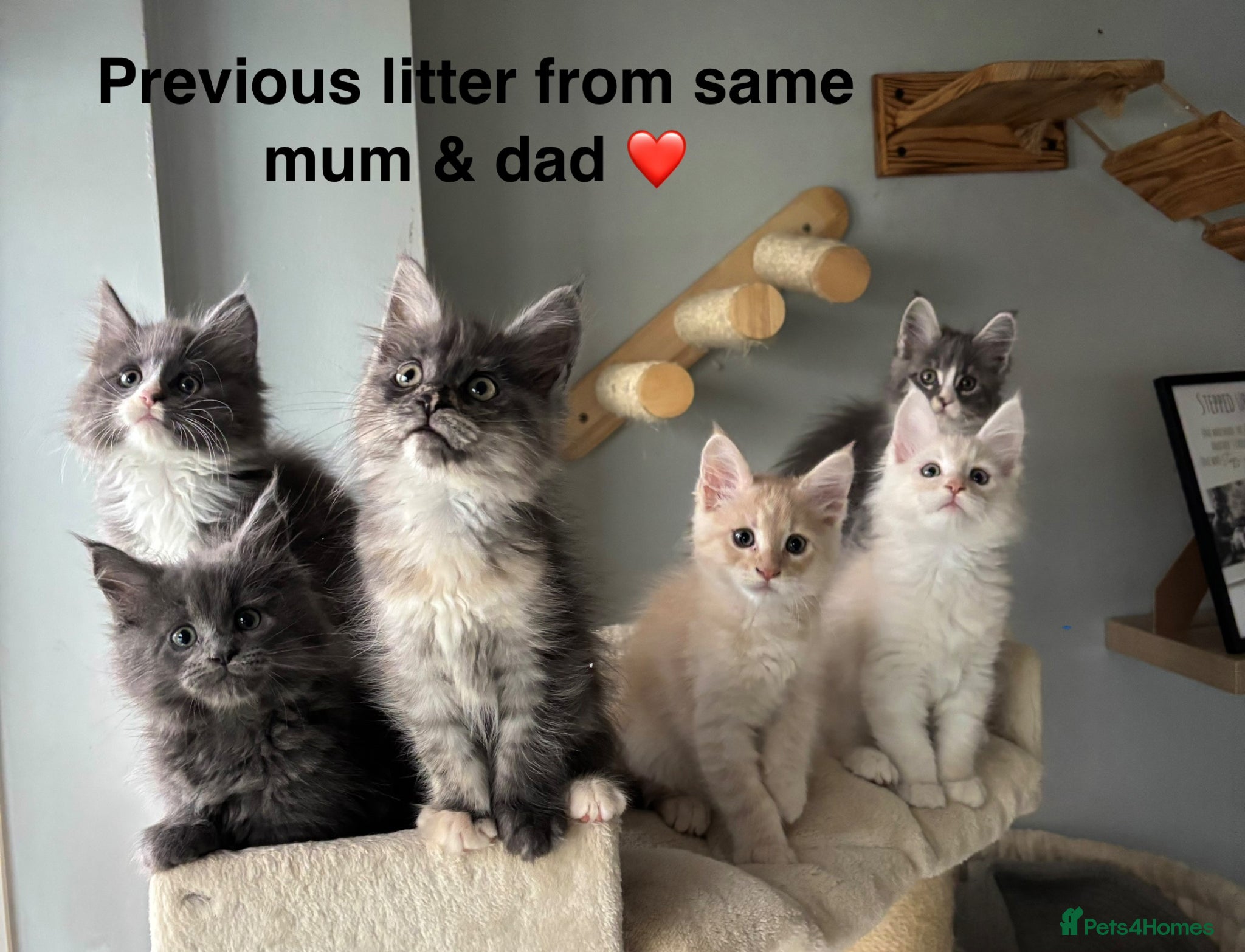 Maine Coon cats for sale: 🩷Beautiful Pedigree TICA Registered Maine Coons🩷 in Derby - Advert 6