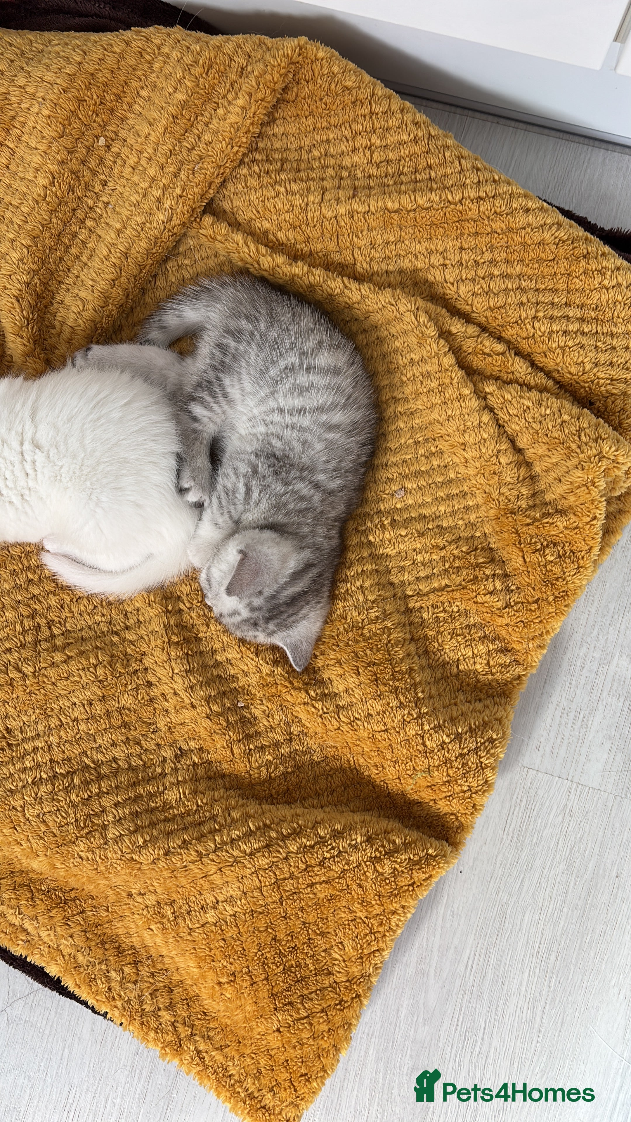 British Shorthair cats 4 beautiful kittens - 2 female & 2 male - Advert 2