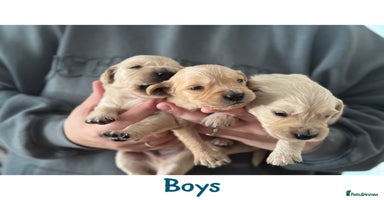 Golden Retriever dogs - Advert 10