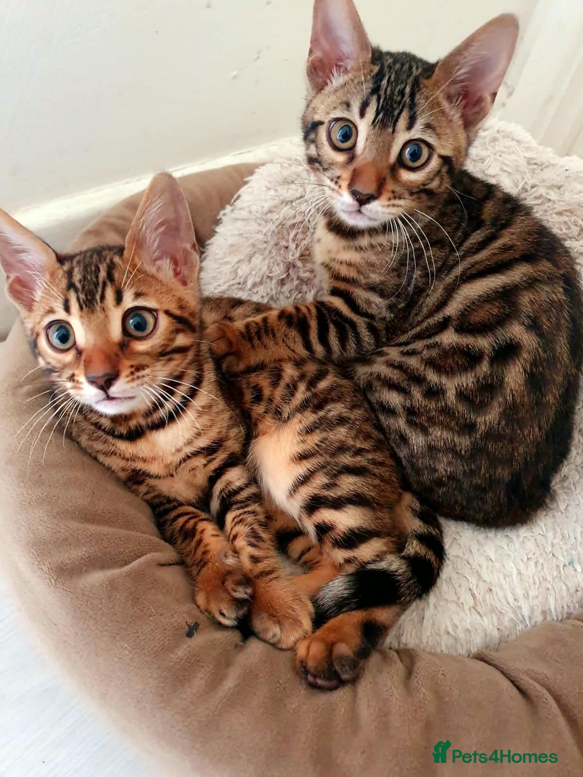 Bengal cats Bengal kittens - Advert 9