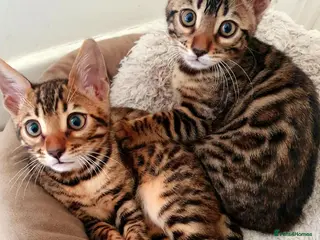 Bengal cats Bengal kittens - Advert 9