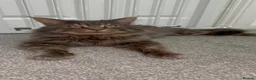 Maine Coon cats for sale: Huge TICA ACTIVE CHAMPIONSHIP BREEDING MALE - Advert 3