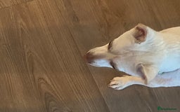Pomchi dogs for sale: Mr Pennington marshmallow Grabowski  - Image 4