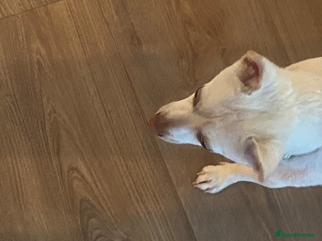 Pomchi dogs for sale: Mr Pennington marshmallow Grabowski  - Image 4