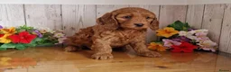 Cavapoo dogs for sale: Red cavapoos in Waltham Cross - Advert 4