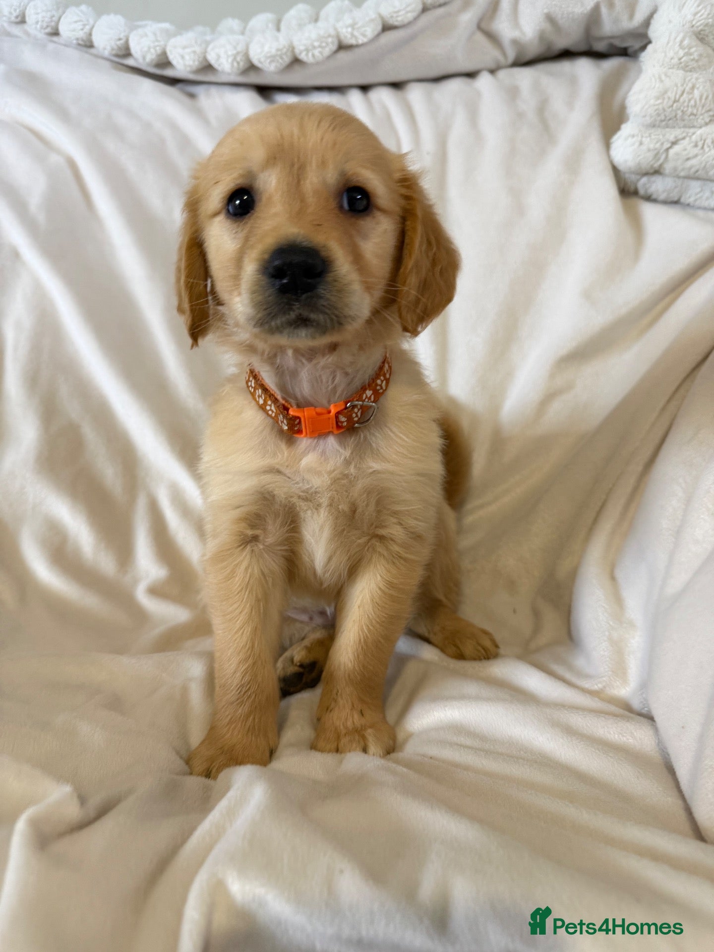 Golden Retriever dogs 1 Female left Golden retriever dark puppies 🐶 🦴 - Advert 12