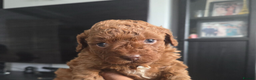 Toy Poodle dogs for sale: Gorgeous Red Toy Poodle Puppies - Advert 3