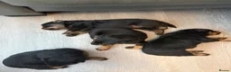 Rottweiler dogs for sale: Rottweiler puppies for sale  - Advert 9