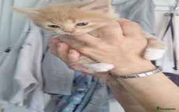 Domestic Shorthair cats for sale: Gorgeous kittens  - Image 2