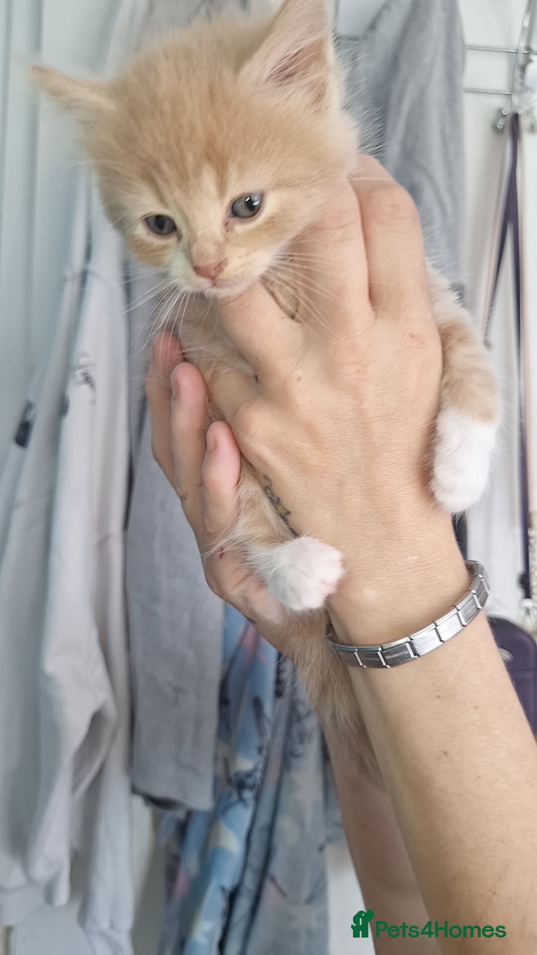 Domestic Shorthair cats for sale: Gorgeous kittens  - Image 2