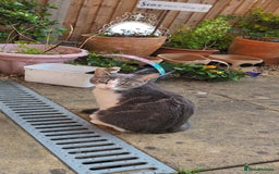 British Shorthair cats for sale: Bluebell is looking for a forever home - Image 8