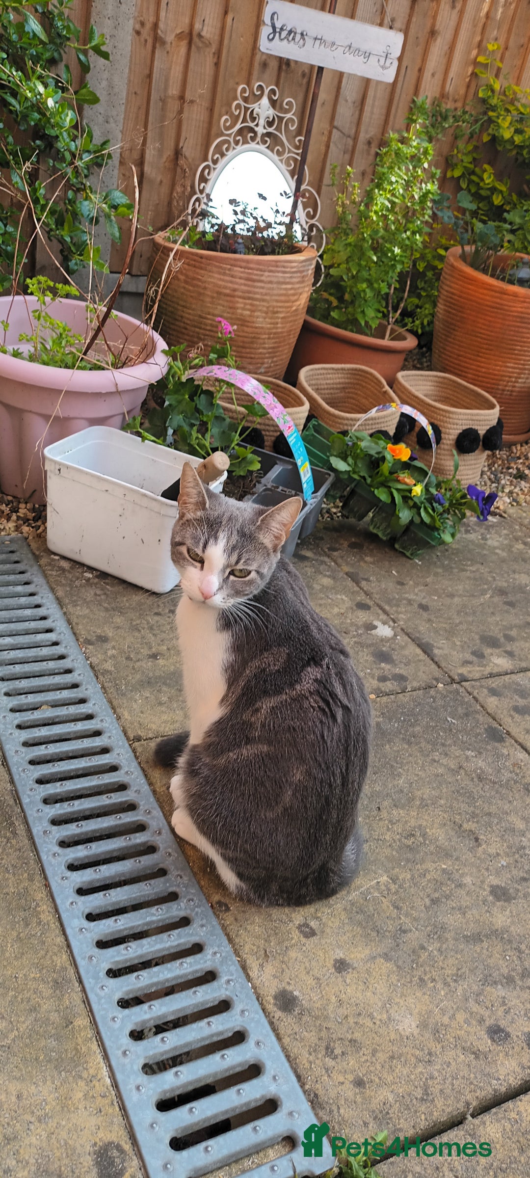 British Shorthair cats for sale: Bluebell is looking for a forever home - Image 8