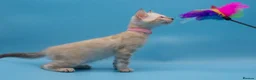 Bengal cats for sale: TICA Registered Snow & Charcoal Bengal Kittens - Advert 18