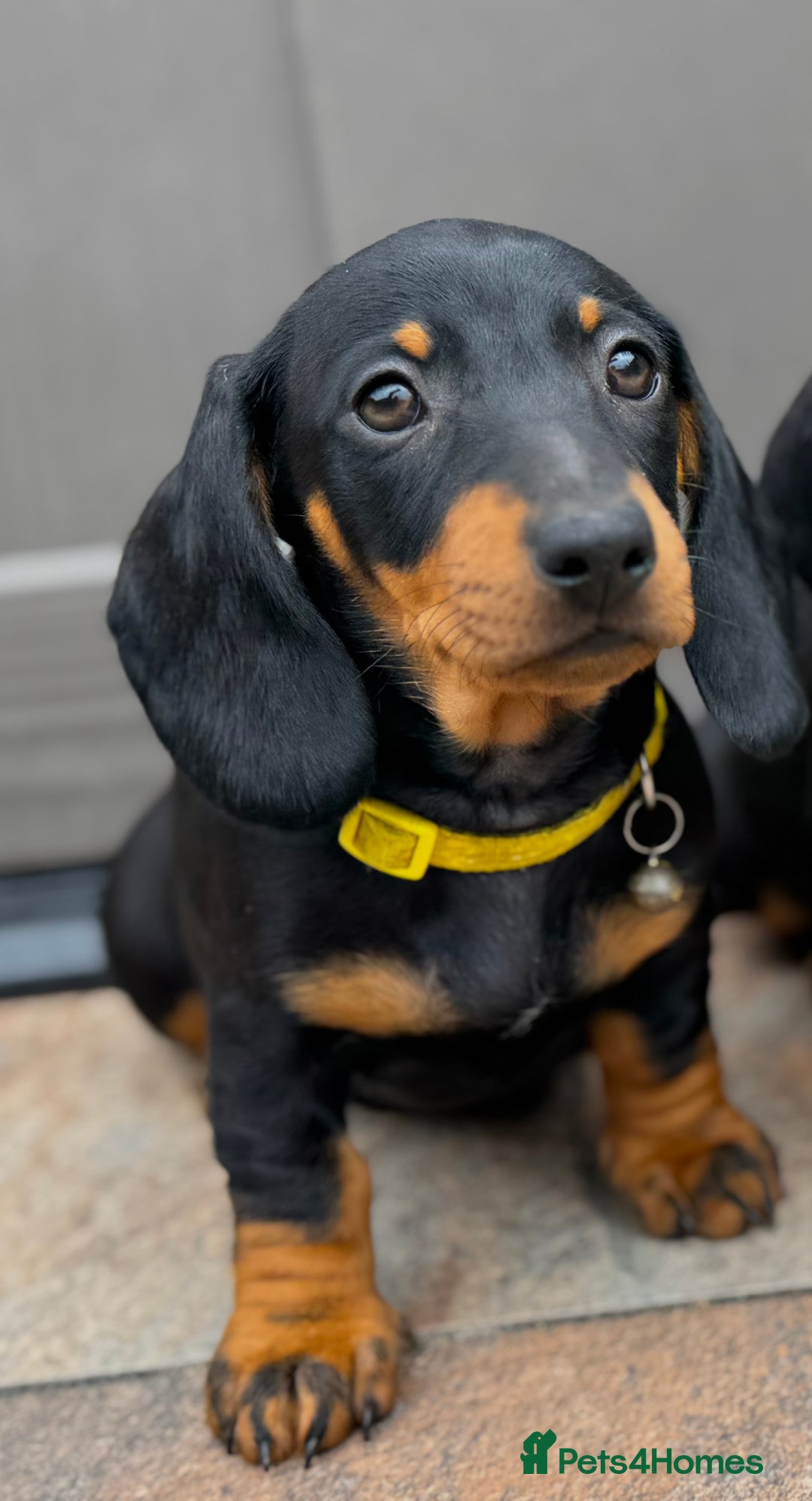 Dachshund dogs for sale: 🐾Dachshund puppies 🐾 - Image 2